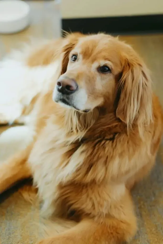 Knox, the Vivid Smiles dog and Director of Smiles