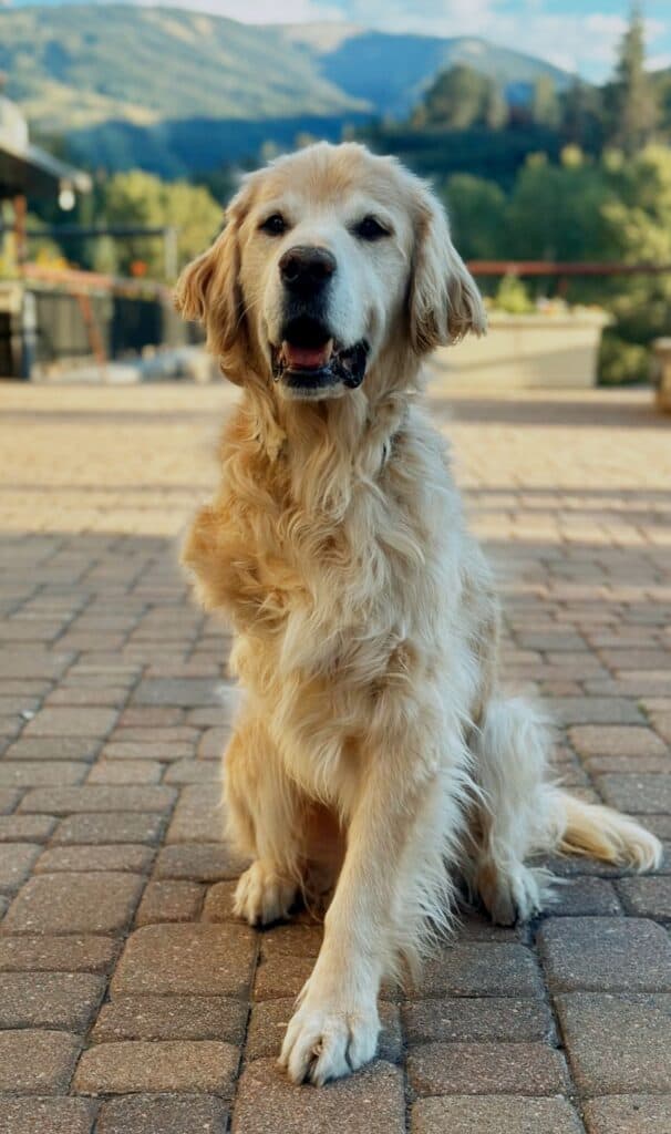 Dr Richardson's dog while out for a walk