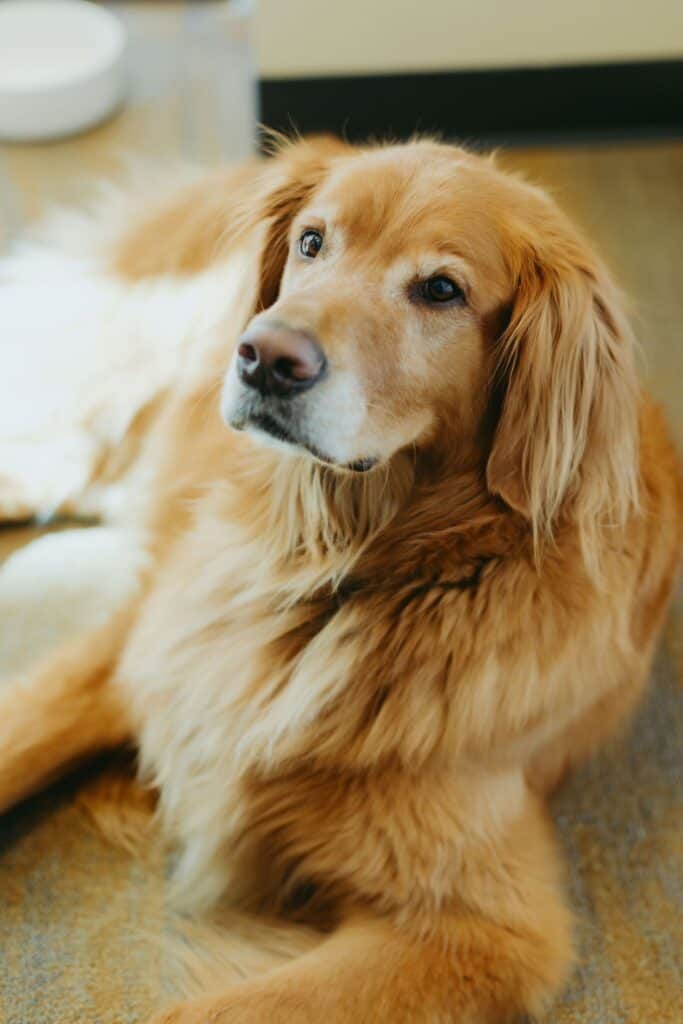 Dr Richardson's dog posing for a photo in the office